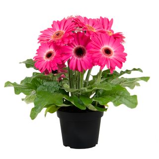 Gerbera Joybera Pink
