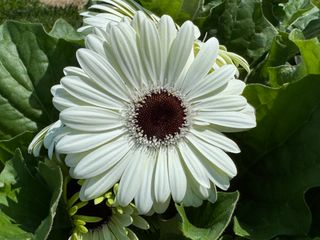 Gerbera Joybera White