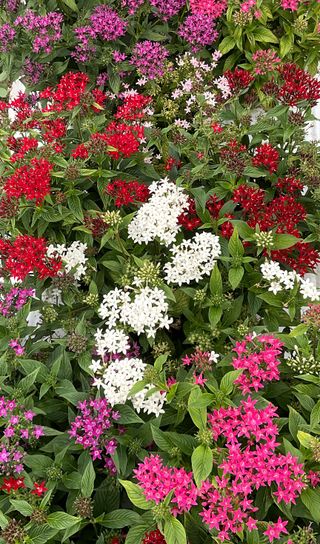 Pentas Grafic Mix