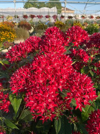 Pentas Grafic Red