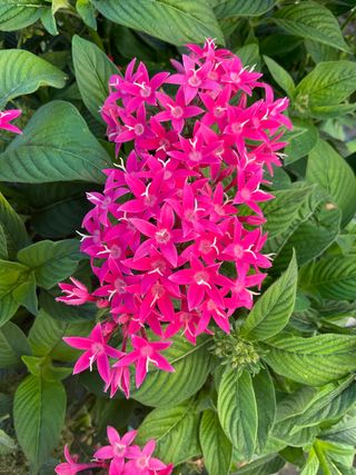 Pentas Grafic Pink