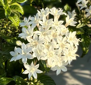 Pentas Grafic Falls White