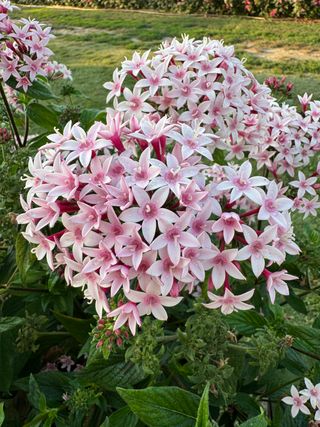Pentas lanceolata