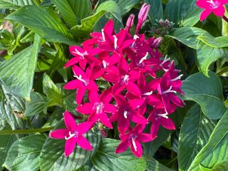 Pentas Grafic Neon