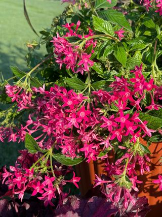 Pentas Grafic Falls Rose