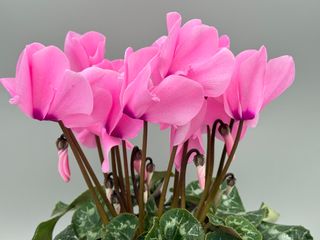 Halios Fuchsia Clair Hd F1
