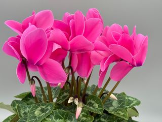 Halios Rose Indien Hd F1