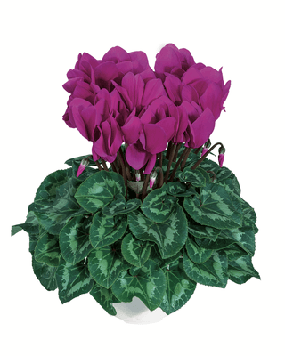 Halios Violet F1