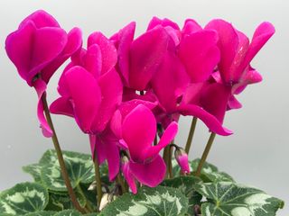 HALIOS  VIOLET FONCE' F1 - DELAINI FIORI S.S. SOCIETA' AGRICOLA