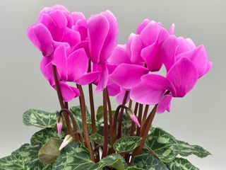 Halios Violet Cattleya Hd F1