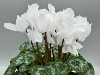 Halios Blanc Pur Hd F1