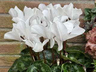 Halios Blanc Pur F1