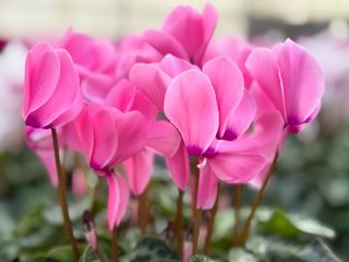 Halios Fuchsia Clair