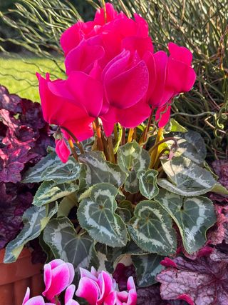 Halios Hd Fuchsia Neon