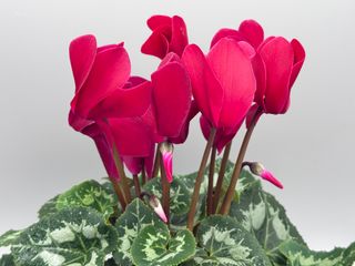 Halios Hd Magenta Fonce