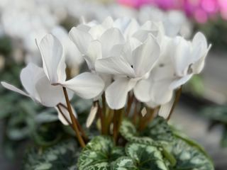 Halios Blanc Hd F1