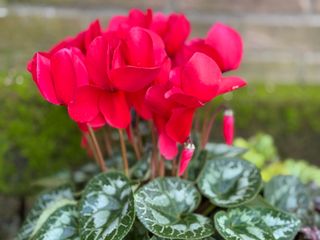 Halios Rebelle® Hd Rouge F1