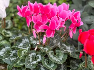 Halios Litchi® Fuchsia F1