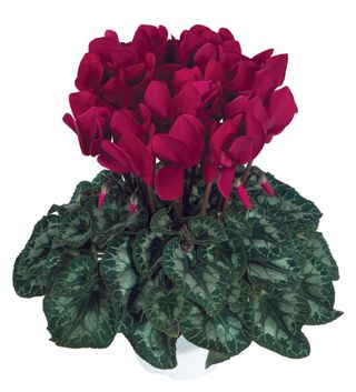 Halios Magenta Fonce F1