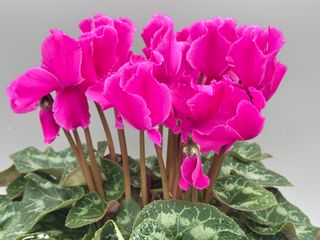 Halios Curly Violet Vif
