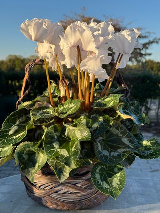 Halios Curly Blanc