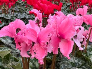 Halios Curly® Rose Saumone Flamme' F1