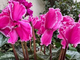 Halios Curly® Magenta Lisere F1