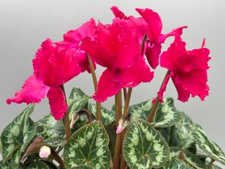 Halios Curly® Fonce' Magenta F1