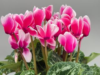 Halios Fantasia® Fuchsia