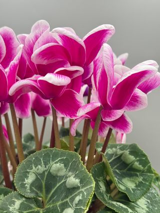 Halios Fantasia® Violet Founce'