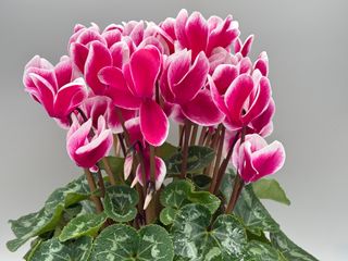 Halios Fantasia® Magenta F1
