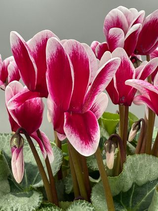 Halios Fantasia® Decora Magenta