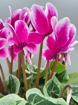 Halios Fantasia® Decora Violet Fonce' F1