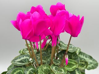 Halios Hd Violet Vif