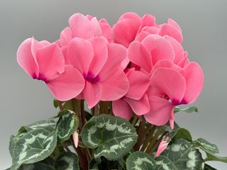 Halios Rose Saumone F1
