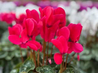 Halios Fuchsia Vivo Evolution