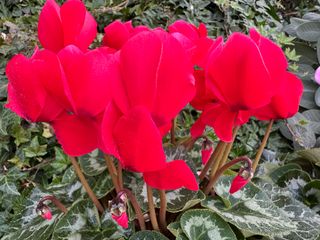 Halios Rosso Allegro