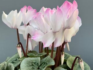 Halios Blush Intense F1