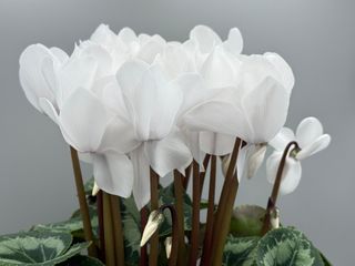 Mammoth Next Generation Cream White