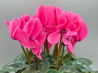 Mammoth Next Generation Neon Pink