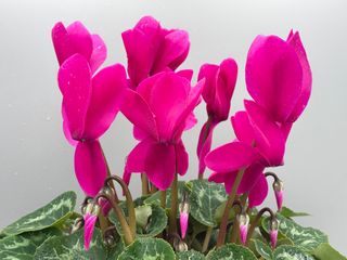 Mammoth Next Generation Dark Violet
