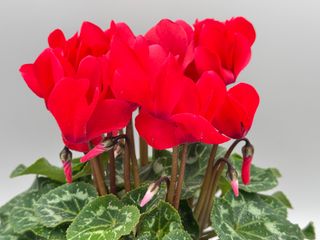 S.s. Allure Red F1