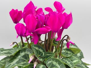 Cyclamen persicum
