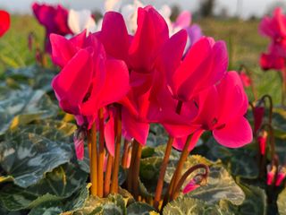 S.s. Allure Neon Pink F1