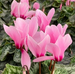 Latinia Rose A Oeil Violet