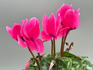 Latinia Succes Fucsia F1