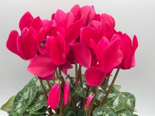 Latinia Success Magenta Fonce' F1
