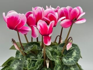 Latinia Fantasia® Fuchsia Vif Exp