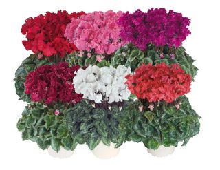 LATINIA CRISPINO MIX - IL GIRASOLE AZ.AGRIC.DI CASTELLUCCIO MAFALDA