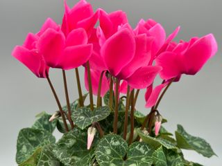 Latinia Success Fuchsia Neon F1